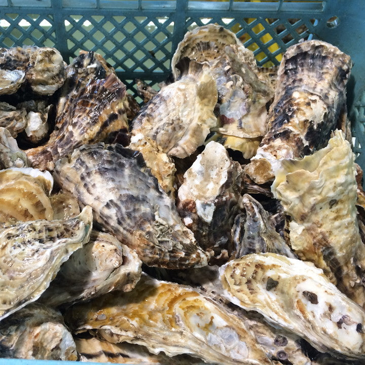 Murotsu Oysters (1 Dozen)